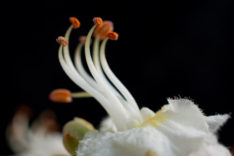 Aesculus hippocastanum