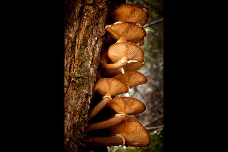 Mushrooms 1