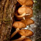 Mushrooms 1