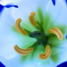 Lisianthus