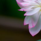 Lotus rhythm