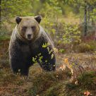 Brown bear