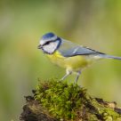 blue tit