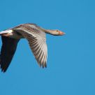 Greylag goose