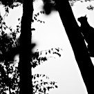 Climbing up a tree