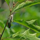 A Hummingbird's unusual resting time