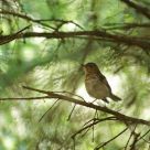 Wood Thrush canopy
