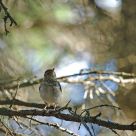 Wood Thrush in the canopy