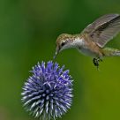 Ruby-throated Hummingbird - female