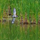 On the hunt - The Kingfisher