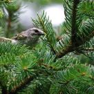 Feeding the youngs - Warbler