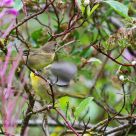 Playful time - warblers