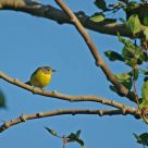 Picture frame - female Common Yellowthroat