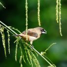 White-rumped Munia