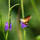 Macroglossum heliophila