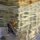 Park Monitor