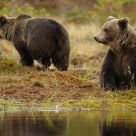Two bears