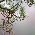 Goldcrest