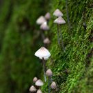 Mushrooms in the moss