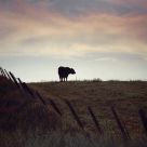 Lonely Bull.