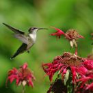 Ruby throated Hummingbird - female