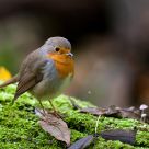 Erithacus rubecula