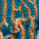Diving in Malaysia - Mabul & Sipadan