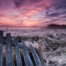 Dawn of the Bialowieza meadows