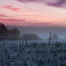 Dawn of the Bialowieza meadows