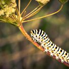 Caterpillar