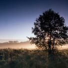 Dawn of the Bialowieza meadows