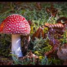 Amanita muscaria