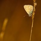 Au pays du bokeh