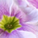 The common primula