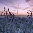 Dawn of the Bialowieza meadows