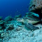 Diving in Malaysia - Mabul & Sipadan