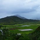 Taro Plantation