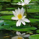 Water Lily