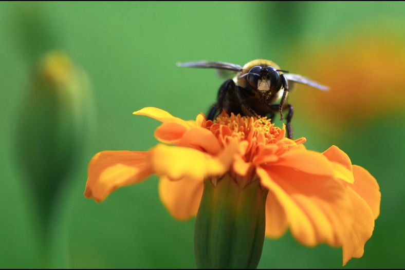 Bee
