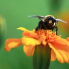 Bee