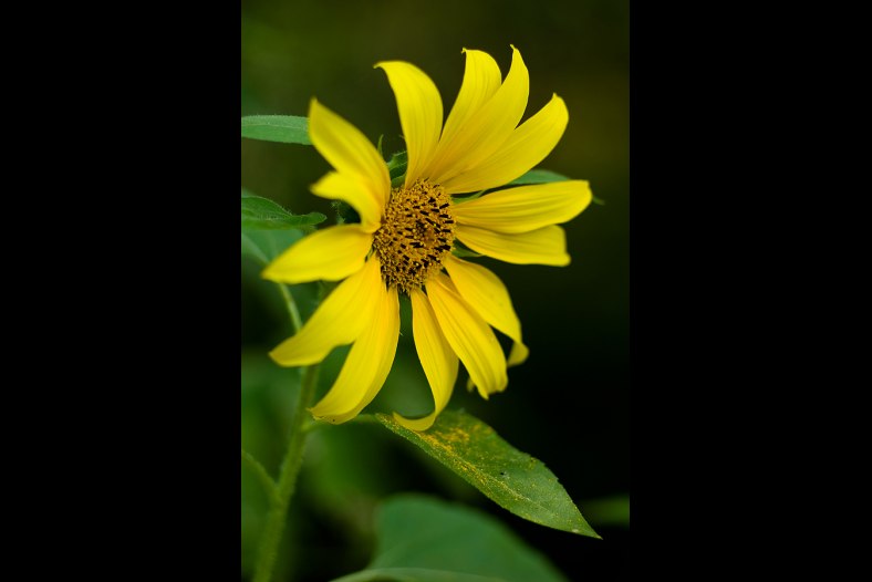 Small Sun