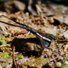Lamproptera curius