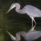 Birding