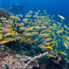 Diving in Malaysia - Mabul & Sipadan