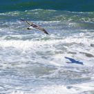 Gull And His Shadow