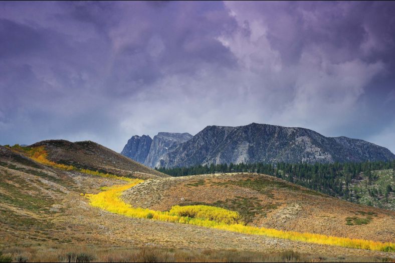 Light Along A Row Of Aspens