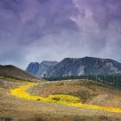 Light Along A Row Of Aspens