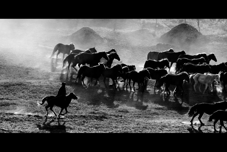 Herdsman