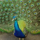 Pretty as a Peacock