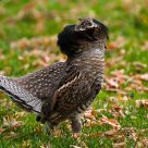 Male Grouse
